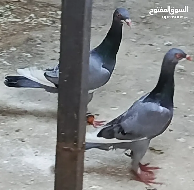 حمام الماني نخب جواز وفردات