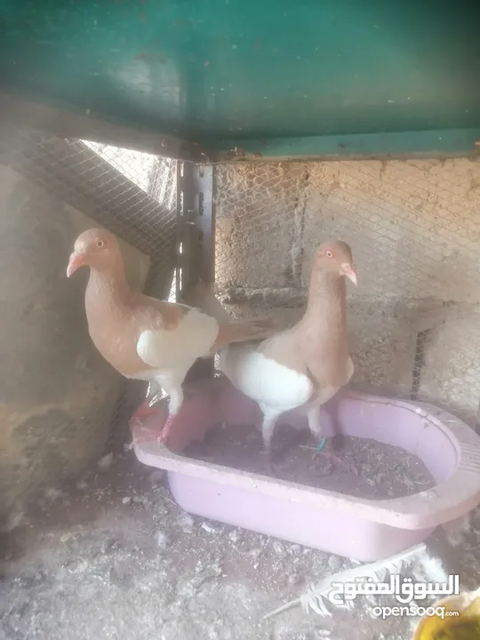 جوزين يهودي جوز اصفر وجوز احمر على صفره
