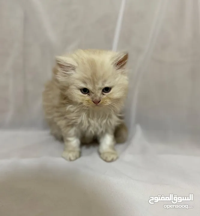 10 قطط للبيع للتواصل و الاستفسار على الرقم
