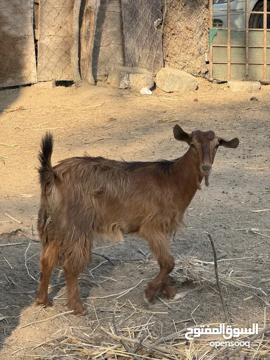 هوش من حلال الجواميد