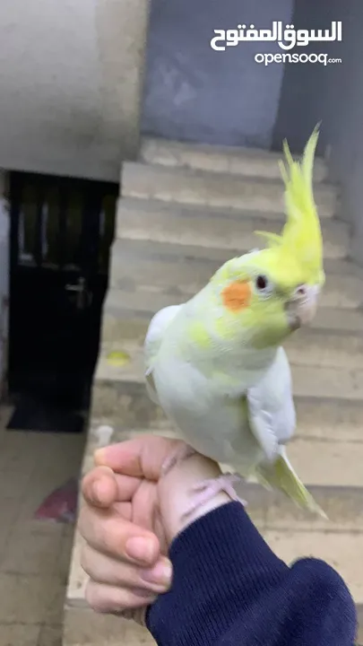 كوكتيل لاتينو مع قفصه للبيع
