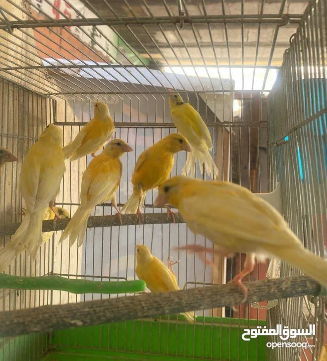 سعرر حرقق مخاليف كنار الحبة ع 6((((((نهايتهم))))))