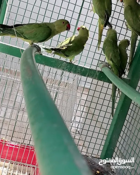 متوات خضران العمر مناسب للتدريب وللتحدث