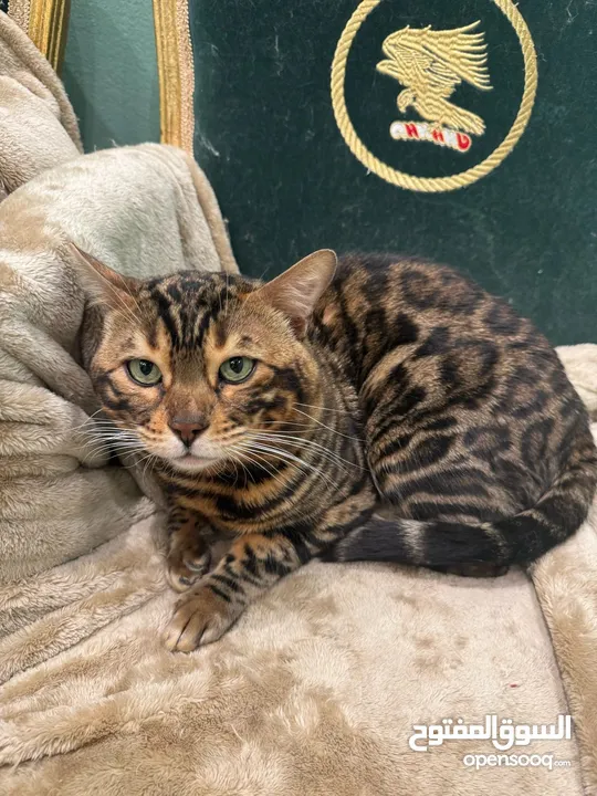 قطط بنغالية نادرة Rare Bengal Cats