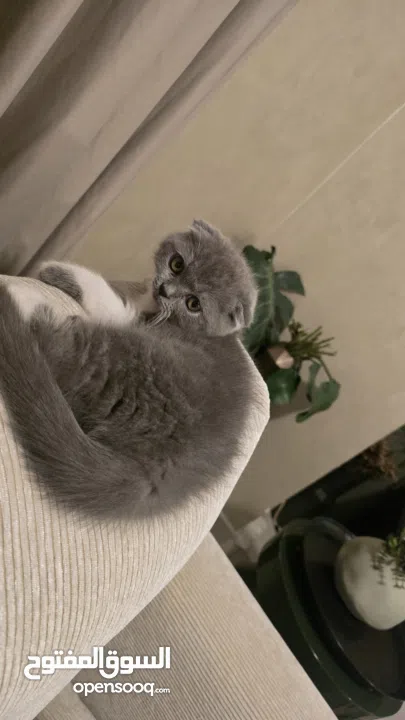 Scottish fold female kitten 3 month old