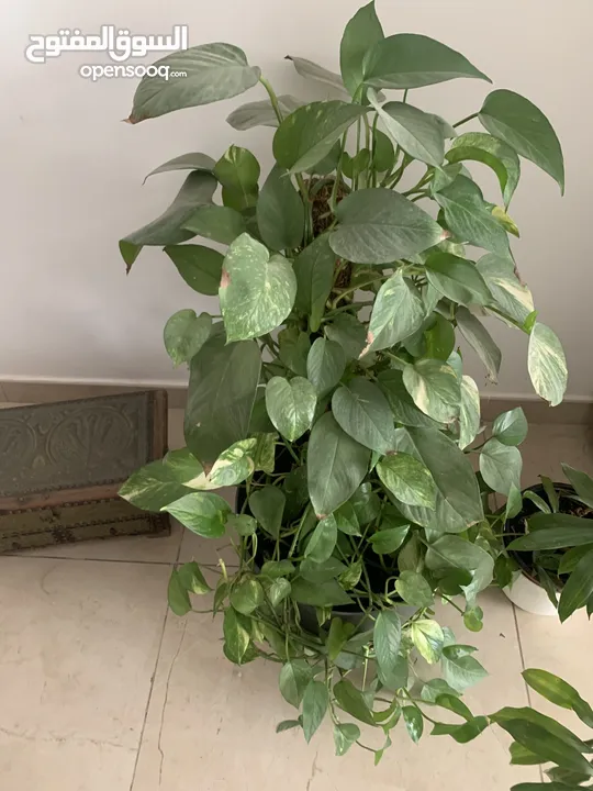 Money Plant