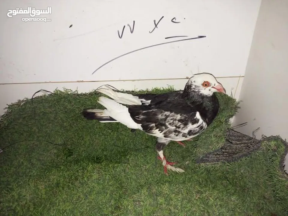 حمام كش للبيع كوم