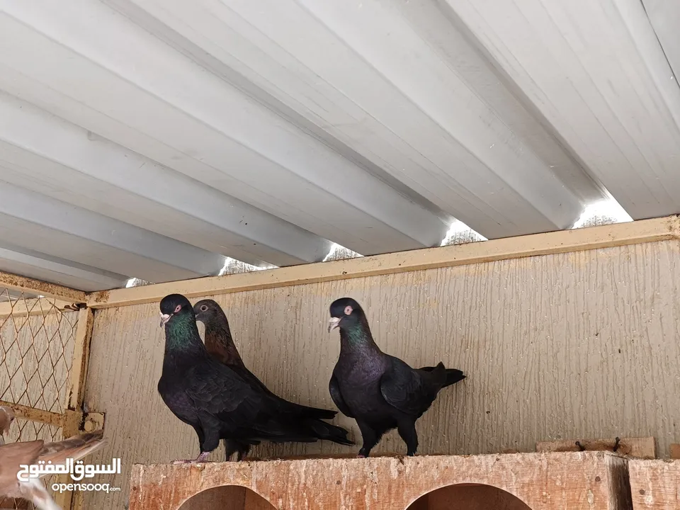 حمام كويتي قلابي بيور درجة اولى