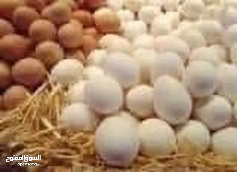 متوفر بيض بلدي مخصب كميات