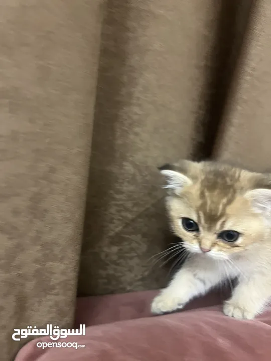 قطط سكوتش اهالي مسجله