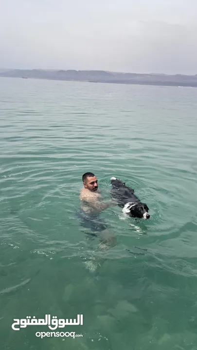 Border collie لاول مرة في الاردن
