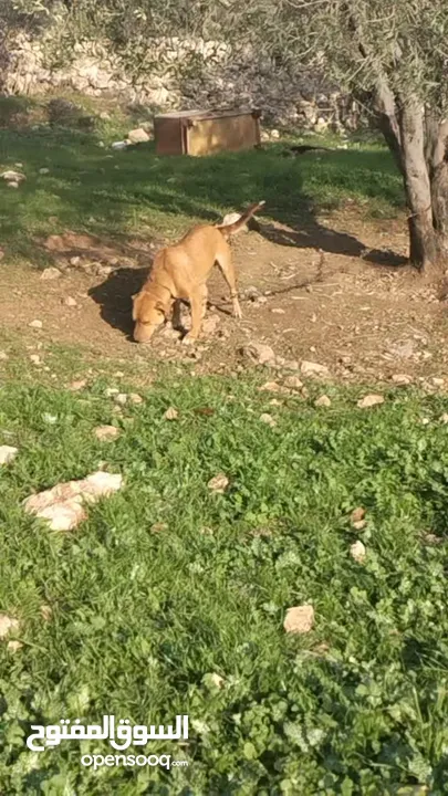 كلب بيت بول ذكر للبيع يوجد انثه  مطيعه ....... كلب ذكر روت ويلر