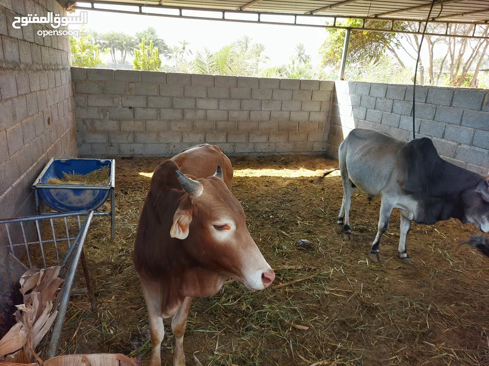 عجال للبيع مطعومات طعام طيب ما شاء الله