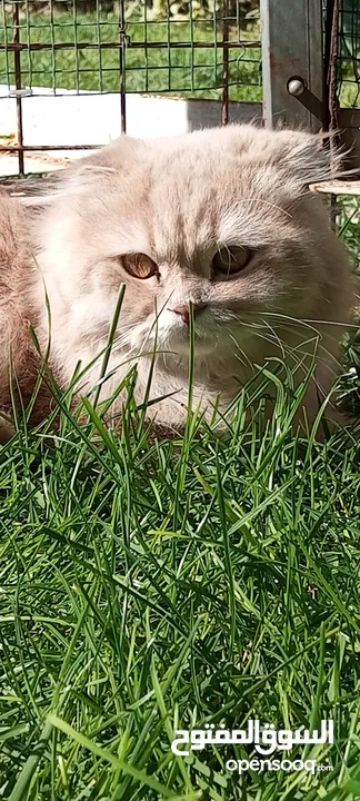 male scottish cream long hair