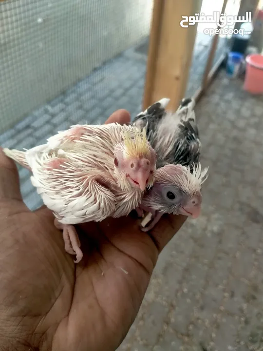 cockatiel chicks