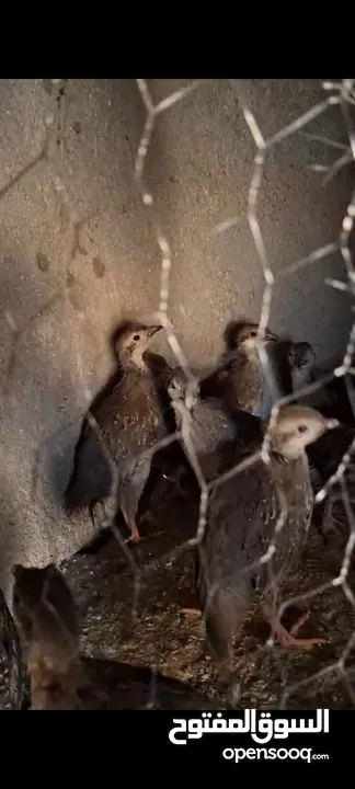 السلام عليكم  يوجد لدينا 15 حبة شنار عمر شهرين ب 45 دينار  موجودات بالرصيفة الجنوبي  للتواصل: 078214
