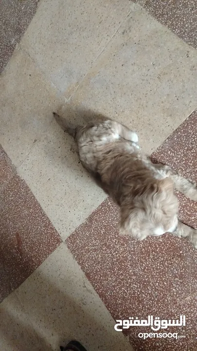 كلب عمر شهرين بيور