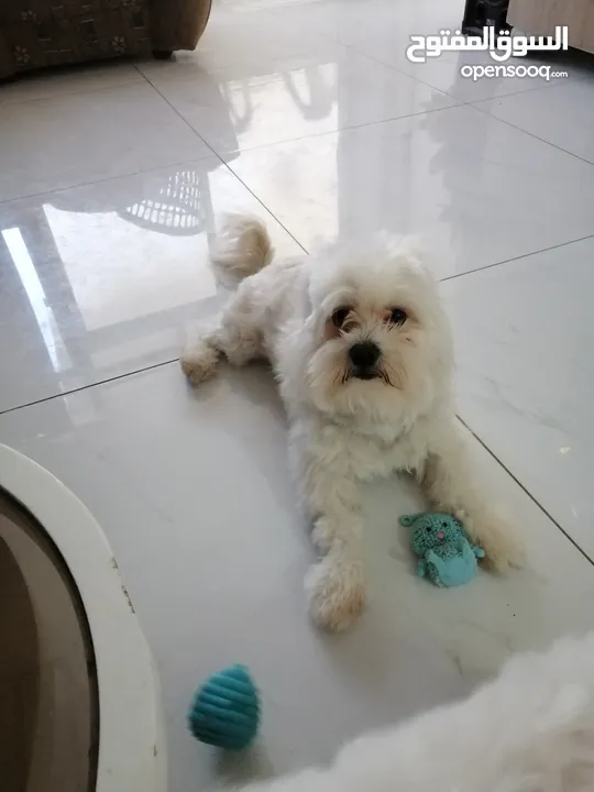 ذكر وانثى  فرنش تيرير عمر شهرين الأنثى والذكر سنتين puppy 2-months - French Terrier female & boy