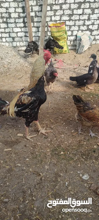 فراخ هندي رقد