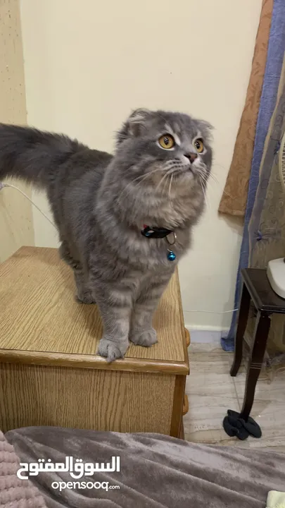 Scottish Fold + Himalayan