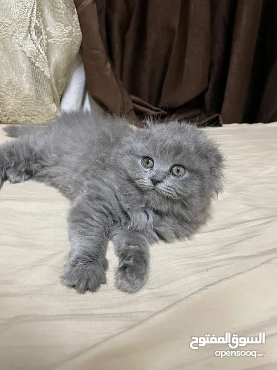 قطط بريتش ستريت وفولد للبيع