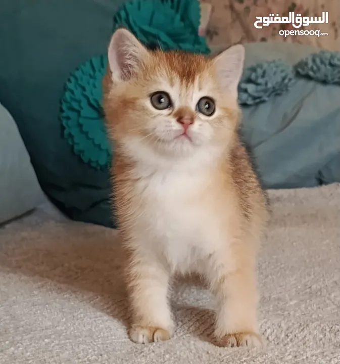 قطط سكوتش فولد + ستريت الوان مختلفه واعمار مختلفه الاسعار من ابتداء من  70ل 120  اناث وذكور اهالي