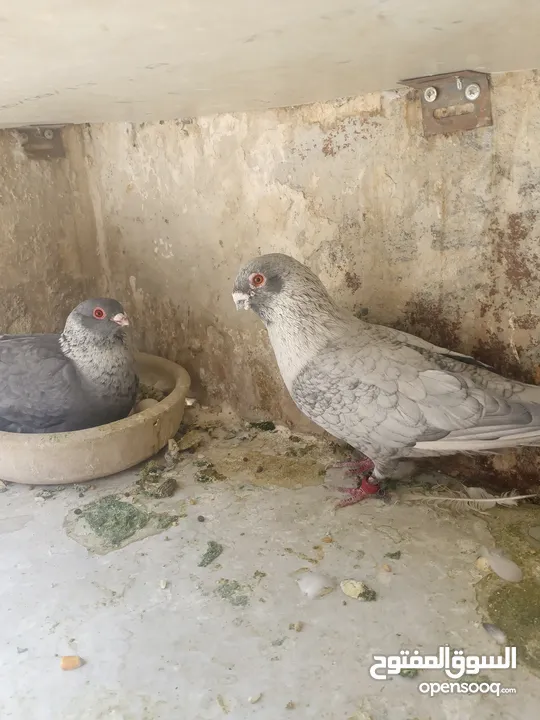 اربع جواز قراقطه حبات حلوة  شغالات