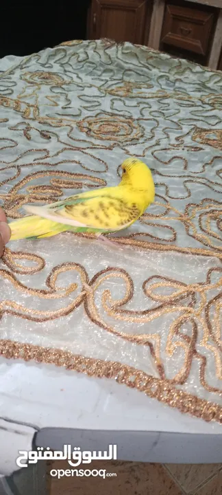 عصفور البادجي مربى في البيت نضيف و بصحه جيده  الارجاء التواصل على الواتس اب لمعرفة السعر