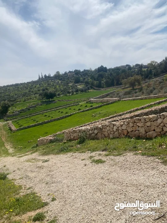 دنم ارض للبيع في السلط الصبيحي ميسره بالقرب من مطعم الطلع الغربيه
