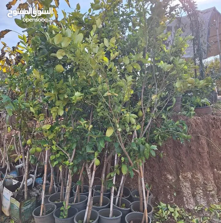 جميع انواع الاشجار  وفريق لصيانة وتنسيق جميع الحدائق والأشجار