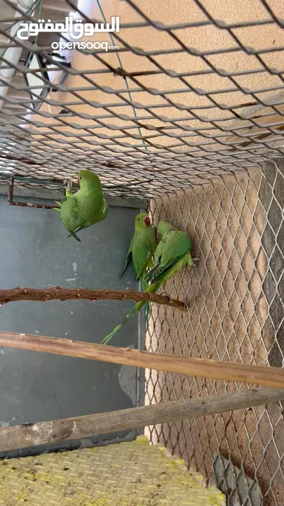 Green Indian Baby Parrot