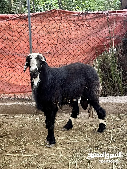 للبيع كبش مد وشور وسمنة فول عن عجل ماشاءالله