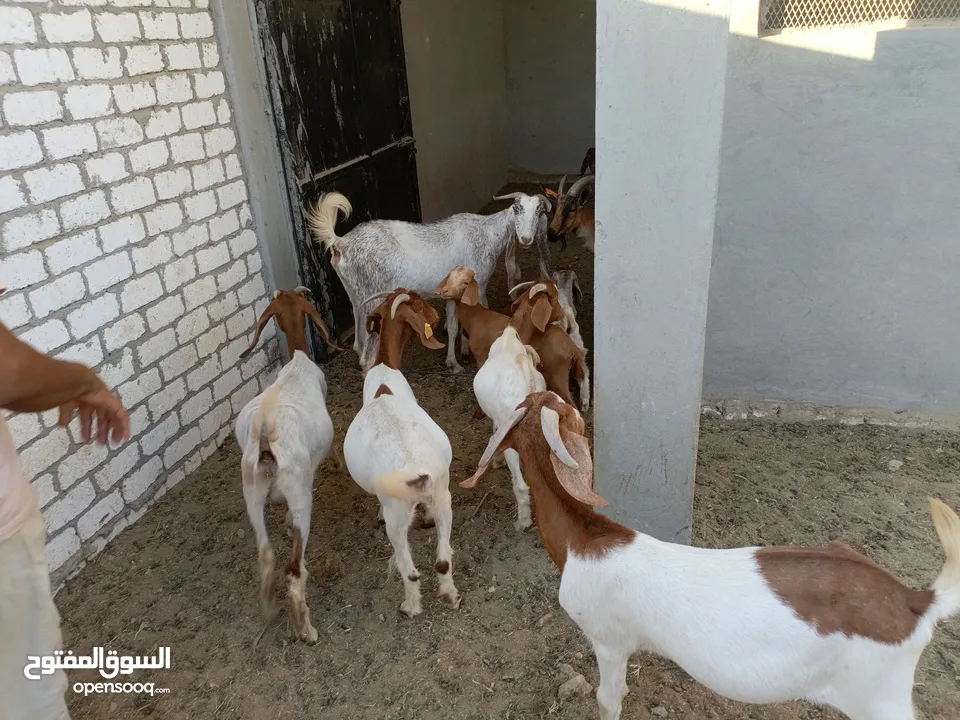 ماعز خليط موجود كمية