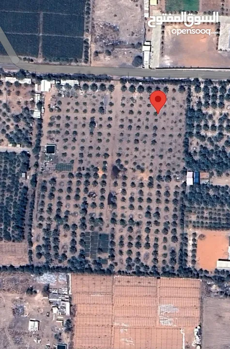 للبيع أرض زراعية في المالحة سهل البردي الذيد  مساحة الأرض 93500 قدم مربع