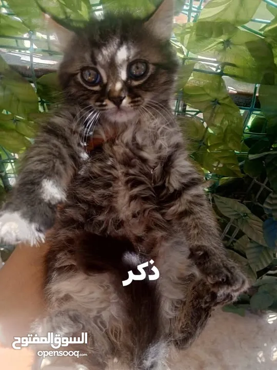 2 ذكر 2 اناث