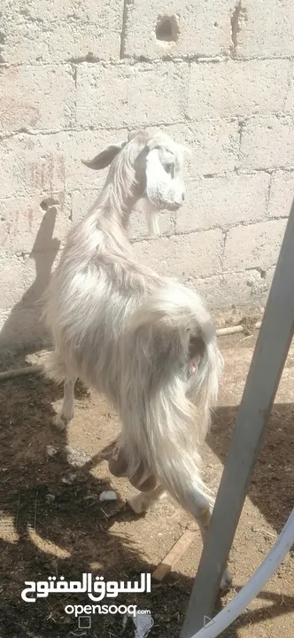 عنزين للبيع لحم وحليب
