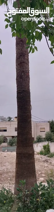 شجرة نخيل زينة واشنطن للبيع الطول 8 متر تقريبا