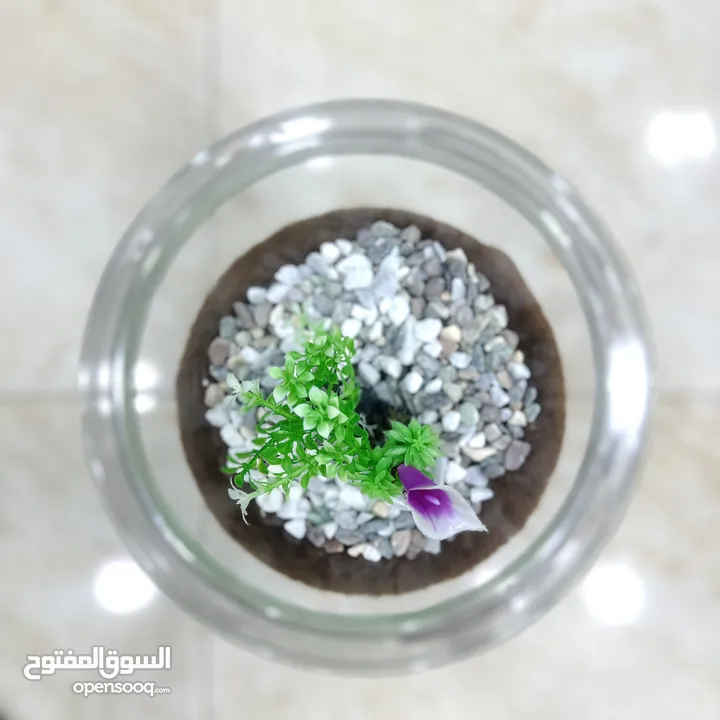 عرض ناار حوض سمك حجم وسط مع 3 سمكات