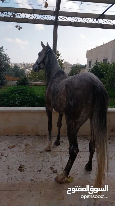 فرس بدوية وسط خيل العمر 8 سنوات