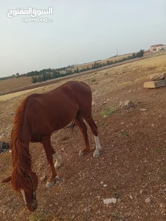 حصان حراث للبيع