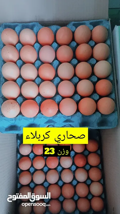 بيض عراقي طازج