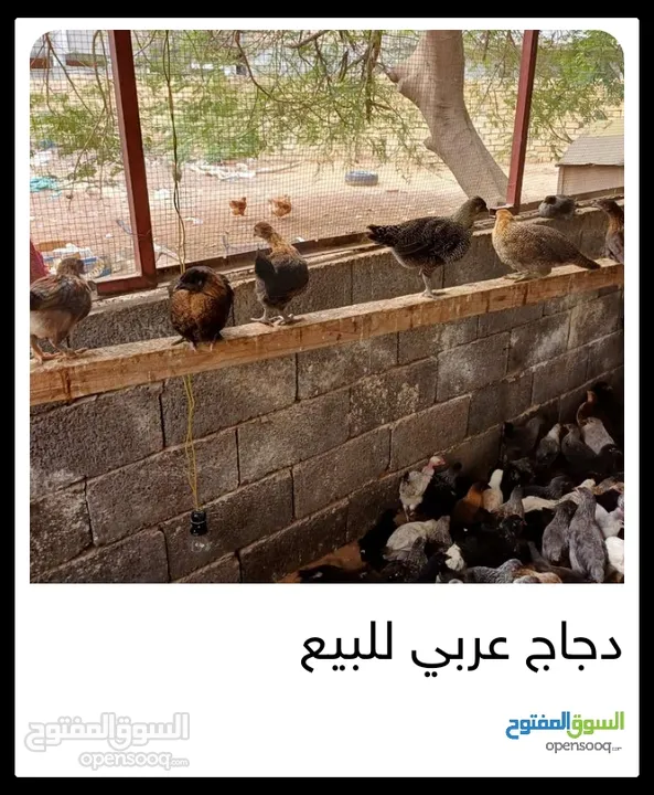 دجاج عربي للبيع