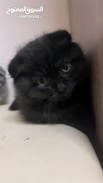 سكوتش فولد بيور  Scottish Fold pure