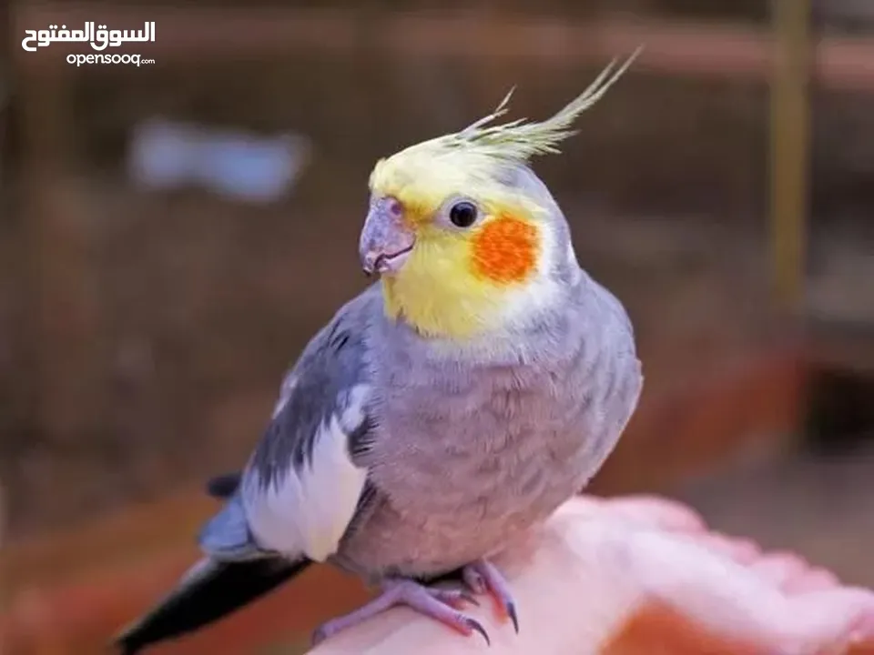 ببغاء لوري وكروان وحب للبيع بسعر حررق اقرء الوصف جيدااا