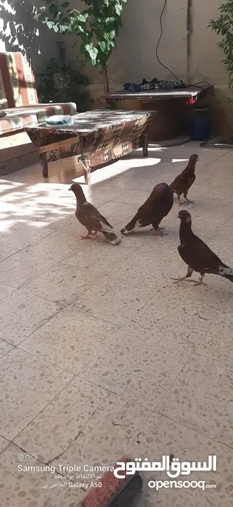حمام للبيع