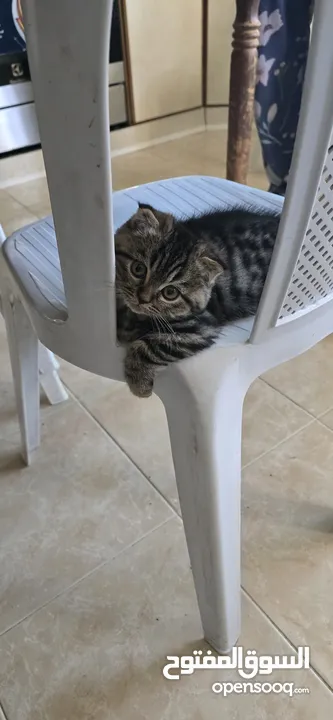 ذكر سكوتش جولدن بمستوى عالي