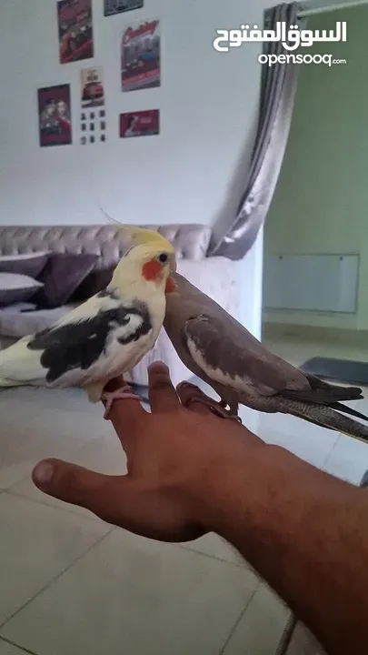 كوكتيل أليف