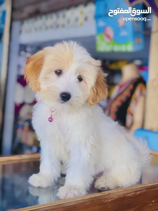 Maltese للبيع بثمن مناسب