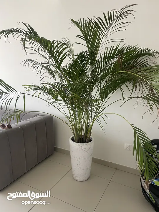 Beautiful large indoor potted plant