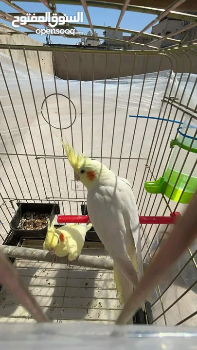 عصفورين كوكتيل لاتينيو عين حمرا